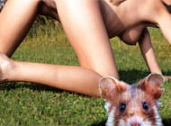 Hamster-Golf adult game